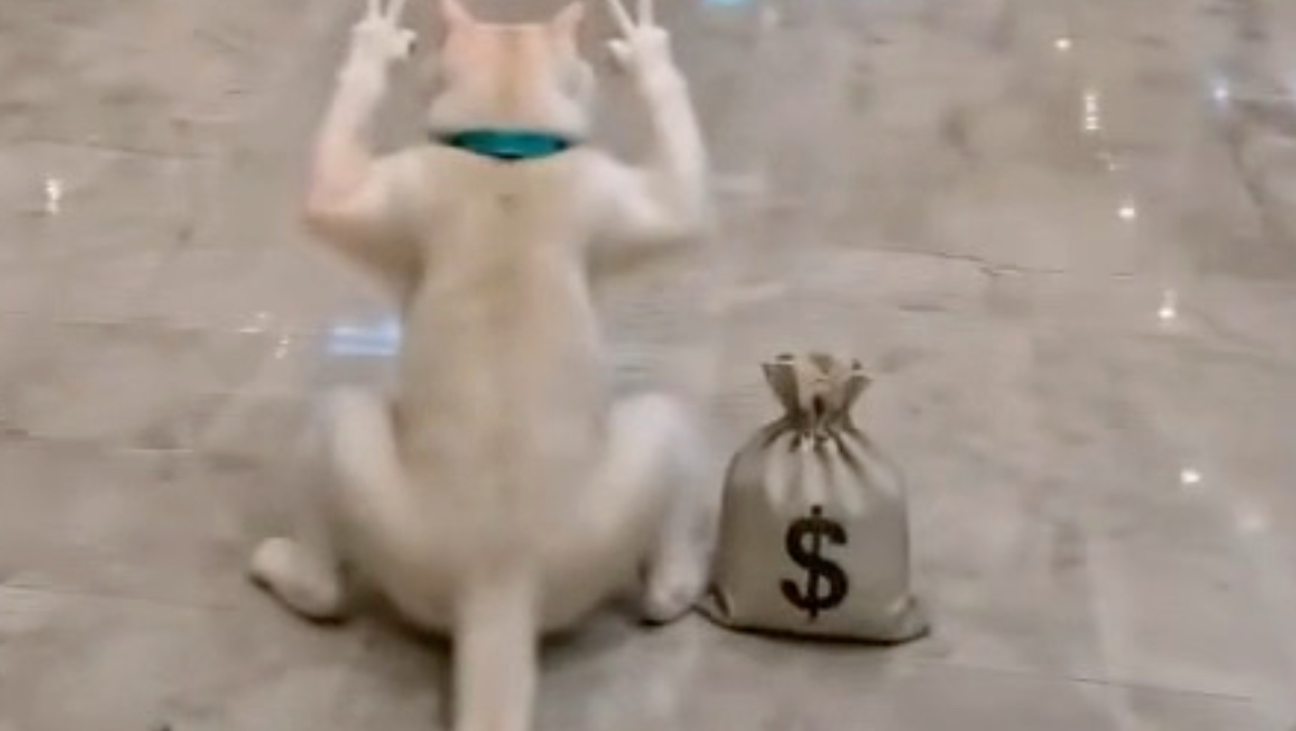 猫儿这个被控制
