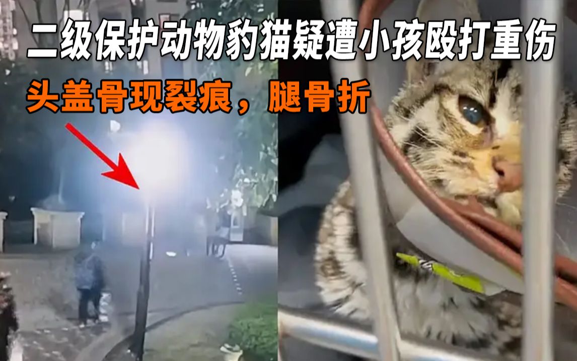 二级保护动物豹猫疑遭小孩殴打重伤,头骨现裂痕,左腿骨折哔哩哔哩bilibili