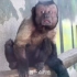 【国字脸猴子“黑帽悬猴”】天津动物园猴子长一张“惊恐国字脸”走红，管理员说它还可以被“人脸识别”