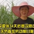 郎平退休34天后首次晒最新动态，一身休闲装打扮，头戴遮阳帽，在农场削甘蔗。