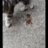 小猫遇见龙虾