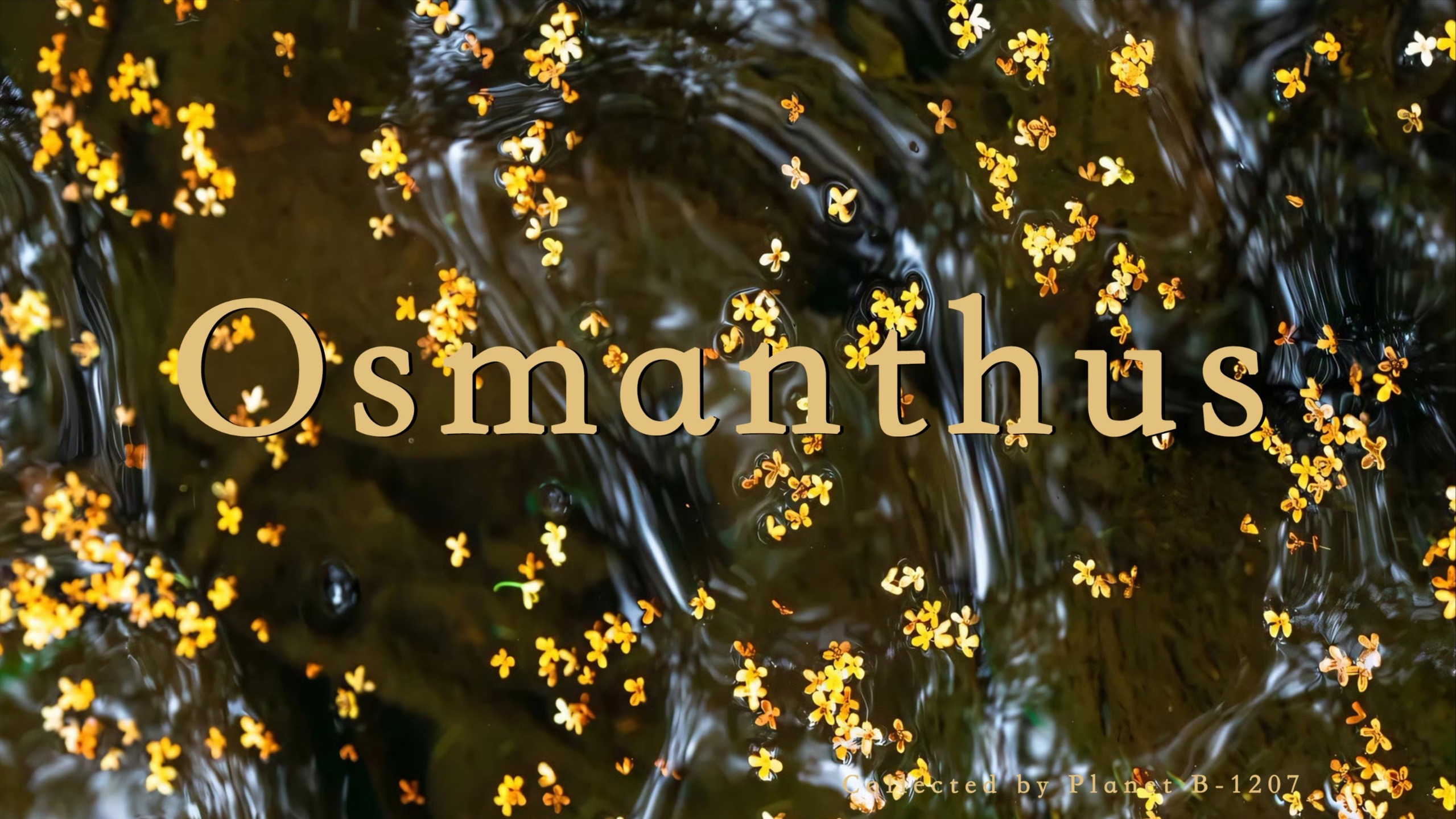 𝐏𝐥𝐚𝐲𝐥𝐢𝐬𝐭·歌单｜秋天是桂花味的 ♫ 轻音乐/钢琴