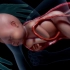 3D动画：婴儿的诞生全过程