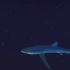 “雪”中游泳的大青鲨
