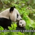 中国与大熊猫有着悠久而密切的联系