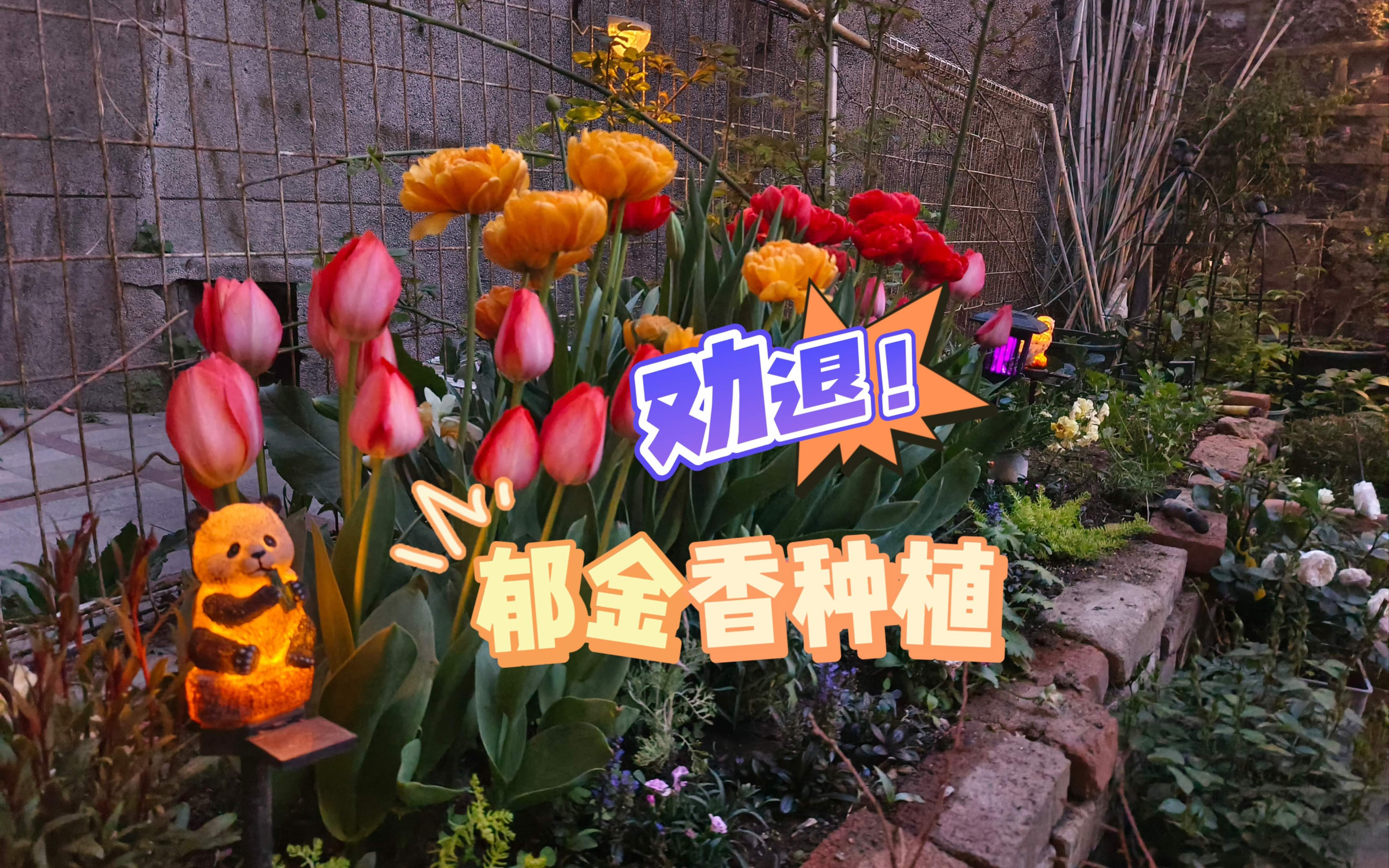 真心劝退！别种郁金香