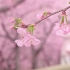 视频素材 ▏k861 4K高清画质唯美粉色桃花樱花盛开春天花满枝头花树花海生机勃勃大自然景色空镜头动态视频素材