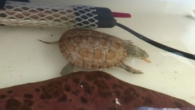 乌龟的视频儿童看的 3735994f8269149980d1daaec56c9fe27ee84314.jpg@280w_158h_1c_100q.jpg