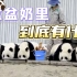 大熊猫宝宝们最喜欢的盆盆奶里，究竟都有什么？