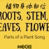 植物器官英语儿歌 根茎叶花 Parts of a Plant Song