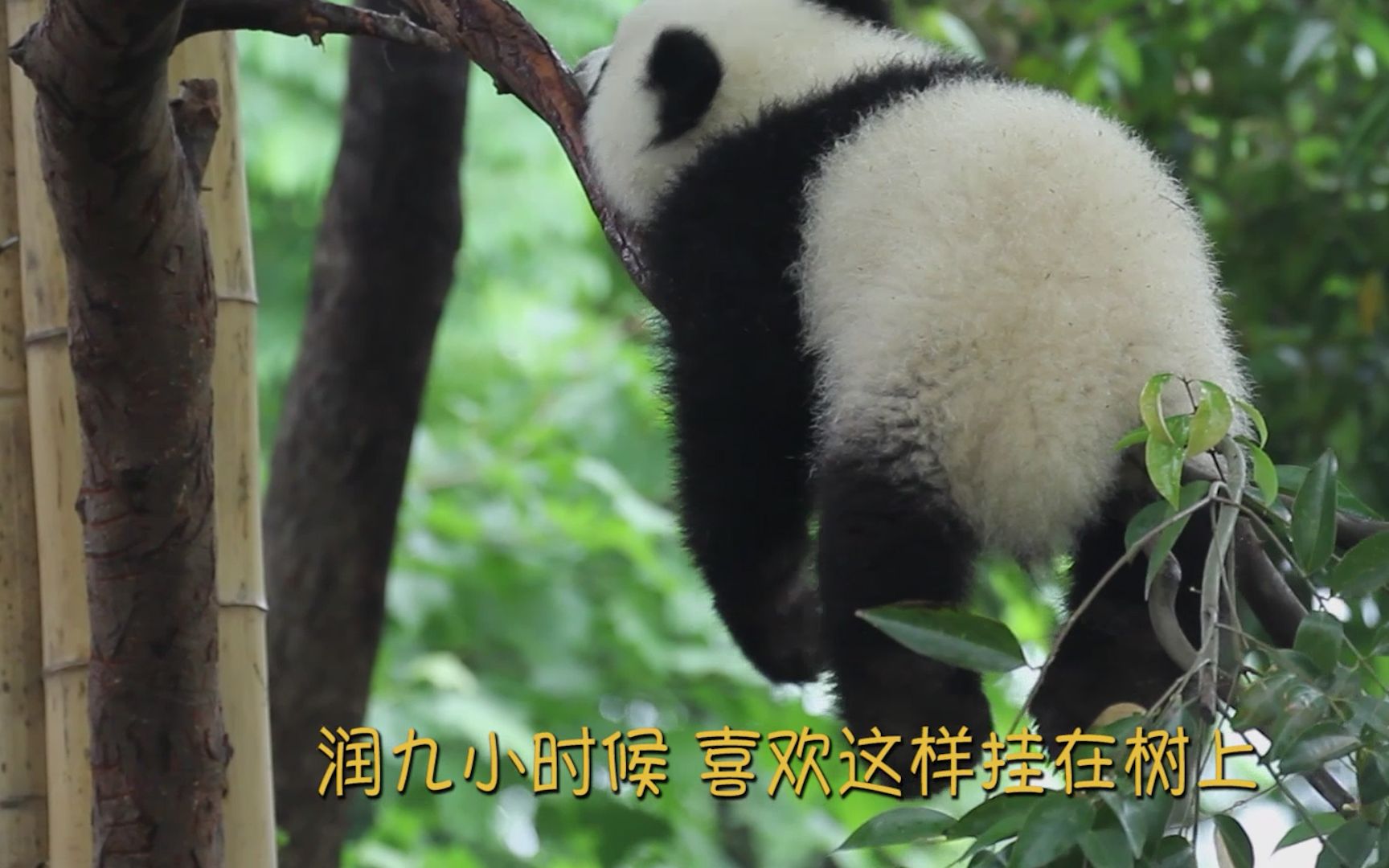【熊猫润九】润九的爱好，自挂东南枝——熊猫（187）