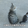 猫妈妈带着小猫在路边蹲点、希望有人能收养它们回家、伟大的母爱