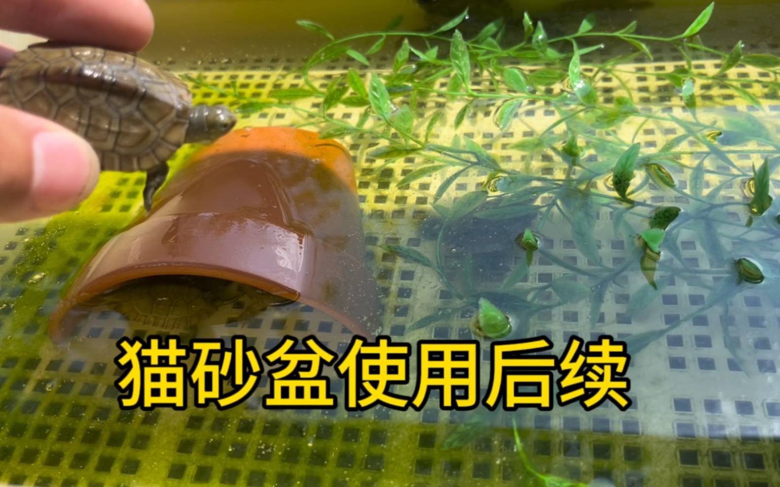 33块钱的猫砂盆就是香，值得推荐，就是底下放加温棒有点麻烦