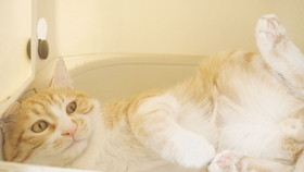 一只猫要用几个猫砂盆比较好 3782715254d2b5a6a6ad2f93657346716a35f15b.jpg@280w_158h_1c_100q.jpg