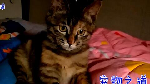 小猫老是爬床上来 37885a298964e744cdf30cbbdf49e8ebd26fb024.jpg@480w_270h_1c