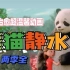 【2季全】根据凯迪克大奖绘本故事改编的动画《熊猫静水 Stillwater》很温馨，很治愈的动画片~
