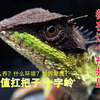 十字领蜥饲养全教程