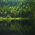4K高清舒缓治愈系旅游美景纪录片：森林