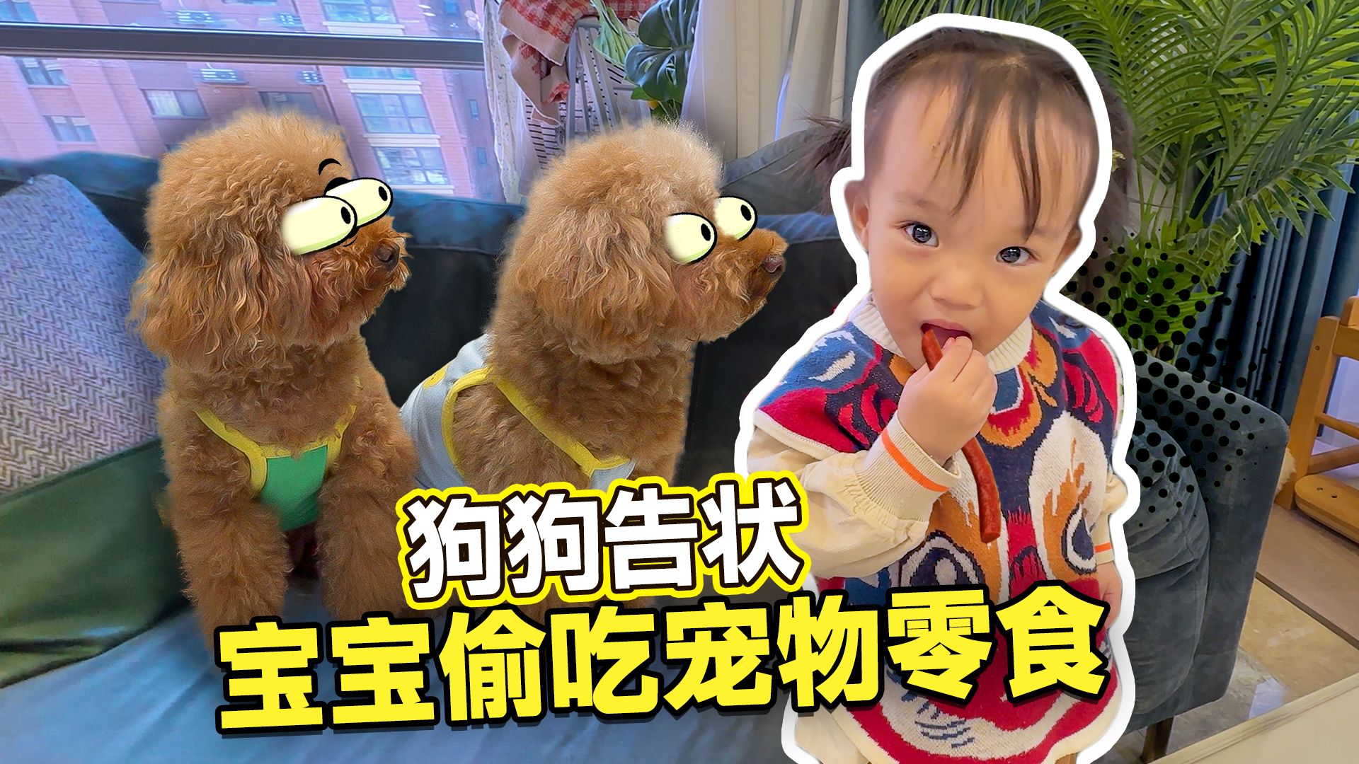 人类幼崽真是啥都敢吃！连狗粮都不放过，小泰迪都急了！