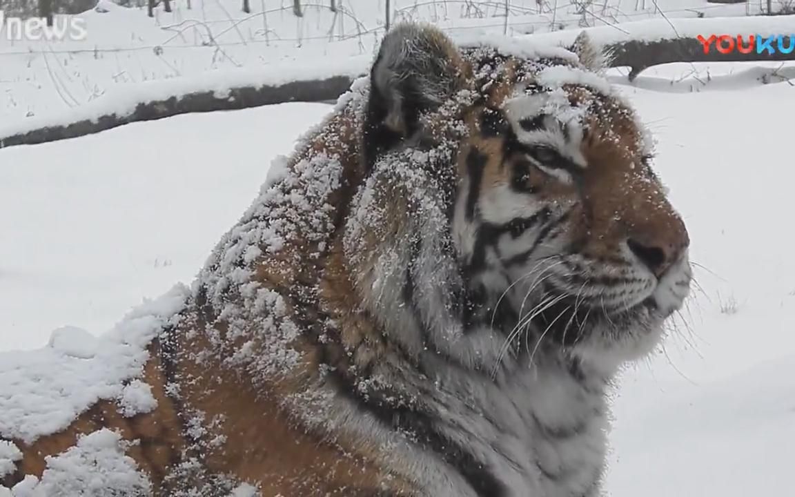 雪地里的东北虎-可爱！优雅！威严！