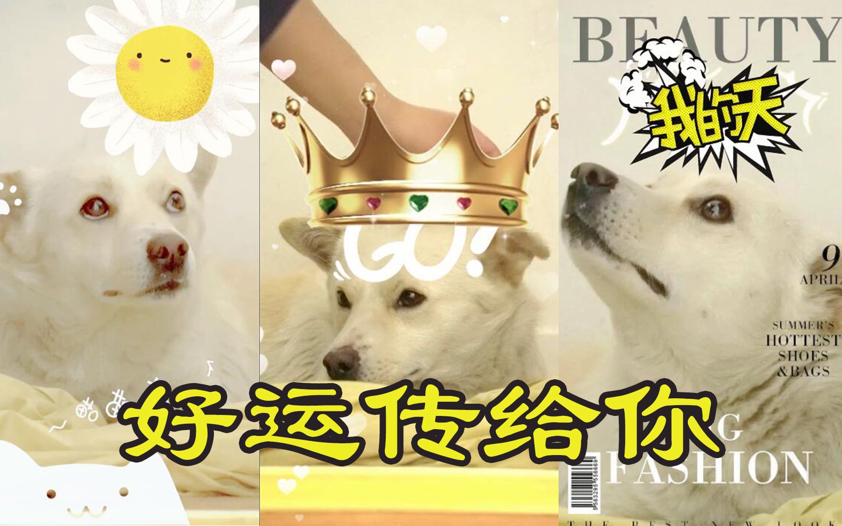 活动作品我家狗子上杂志封面好运传给你