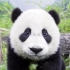 国家地理频道 探秘野生大熊猫的日常生活 纪录片 720P