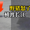 监拍南京野猪横渡长江，12分钟游完超1.6公里，速度碾压孙杨世界纪录