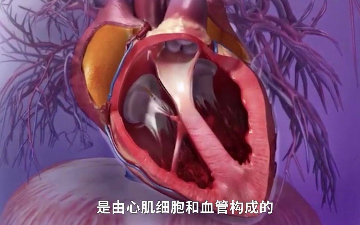 心脏能成为癌细胞禁地，是因为它的结构根本不给癌细胞落脚之地