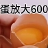 生吃鸡蛋放大600倍后，能不能生吃