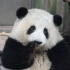 大熊猫和花-认真营业花