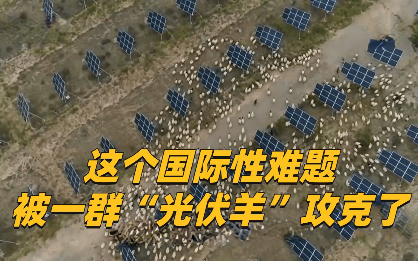 这个国际性难题被一群“光伏羊”攻克了