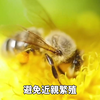 世界上最惊人的10种动物交配