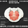 正经的科普知识，都21世纪了，你还以为处女膜是贞洁的象征吗？ #生命科学 #科普动画 #人体奥秘