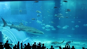 哪个动物园有水族馆 3816c42c79551783223edb1c90b7243d9e276661.jpg@280w_158h_1c_100q.jpg