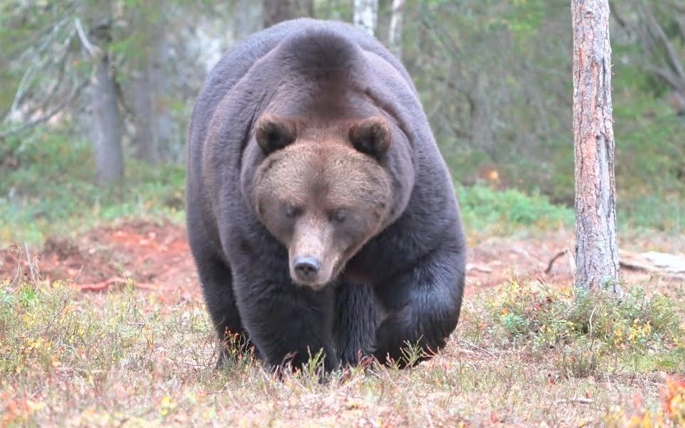 【棕熊】一头壮硕的公熊