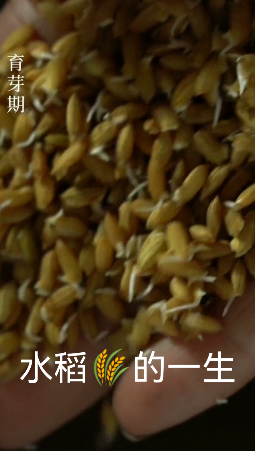 水稻🌾的一生