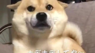 3879816492d48d024d018af76fb0274d07daac54.jpg@310w_174h_1c_100q.jpg