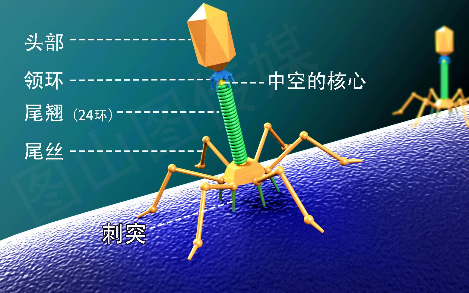 Current Biology | 研究揭示根瘤菌在豆科植物根部跨细胞侵染的机制！ - 知乎