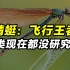 【科普观】蜻蜓：飞行界的王者，科学家至今仍未完全搞清它的奥秘！