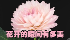 3893e6b3e130d18f9de845264c9565c37e39e583.jpg@280w_158h_1c_100q.jpg
