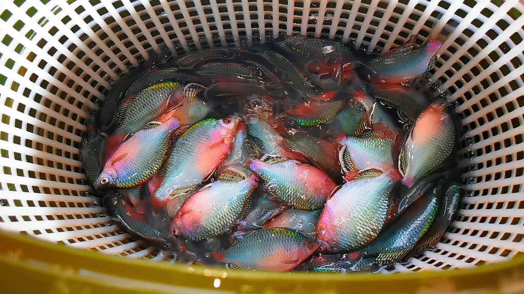 广州野采原生鱼鳑鲏鱼