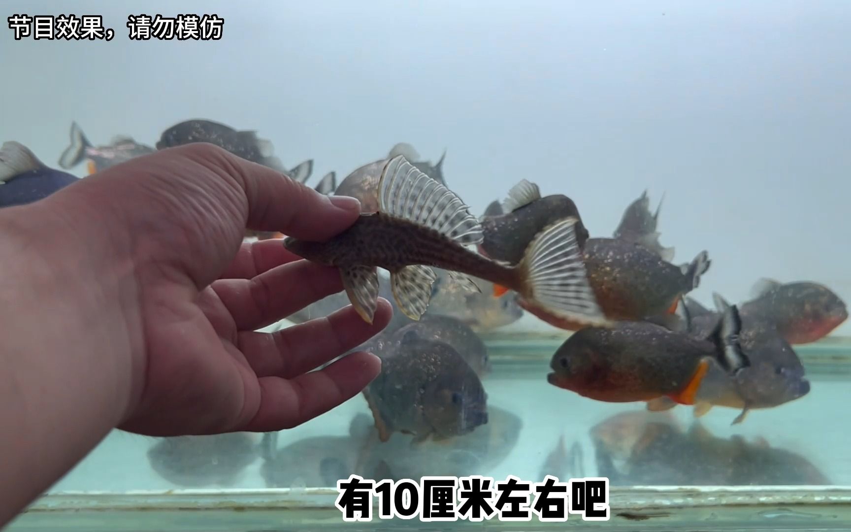 清道夫挑战33条食人鱼，丢进去马上被撕成碎片，太狠了！