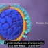 7分钟带你了解新冠病毒如何侵染人体