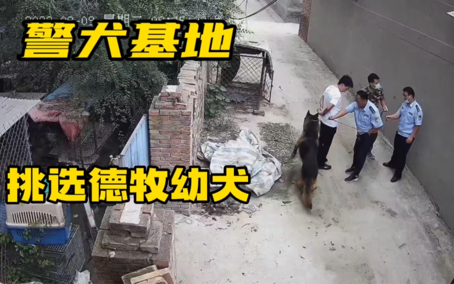 警犬基地大哥来我犬舍挑选德牧，什么样的德牧犬才能成为警犬呢？