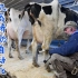 荷兰高产奶牛机器挤奶厂，百头母牛轮流排队取奶自动化！