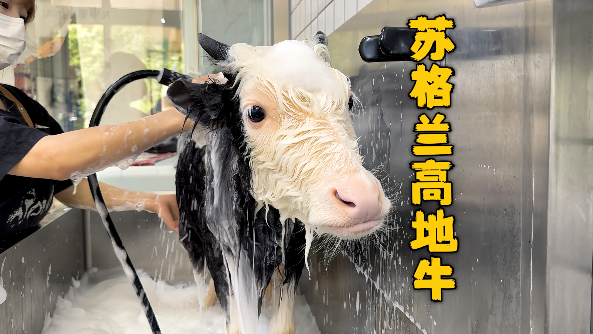 翻新一只苏格兰高地牛，翻新完也太太太可爱了！