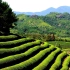 茶道：让你系统的了解中国茶文化