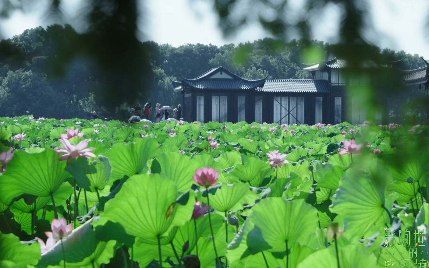 影响世界的中国植物 第09集 园林