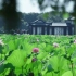 影响世界的中国植物  第09集 园林