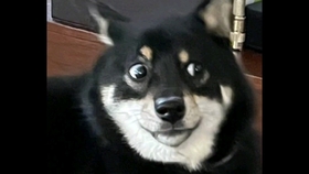 38e2fb625b358a7282217c1cc2c808c3d1f9f140.jpg@280w_158h_1c_100q.jpg